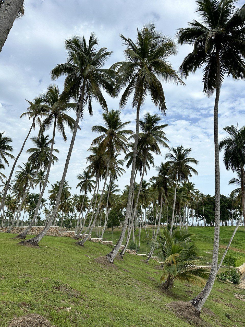 Land in Samana, Dominican Republic, 600 m² - picture 5