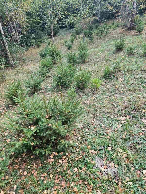 Terrain dans le Bijelo Polje, Monténégro, 100 000 m² - image 12