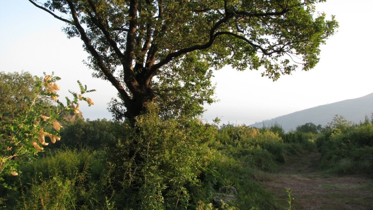 Terreno en Markovici, Montenegro, 4 ares - imagen 7