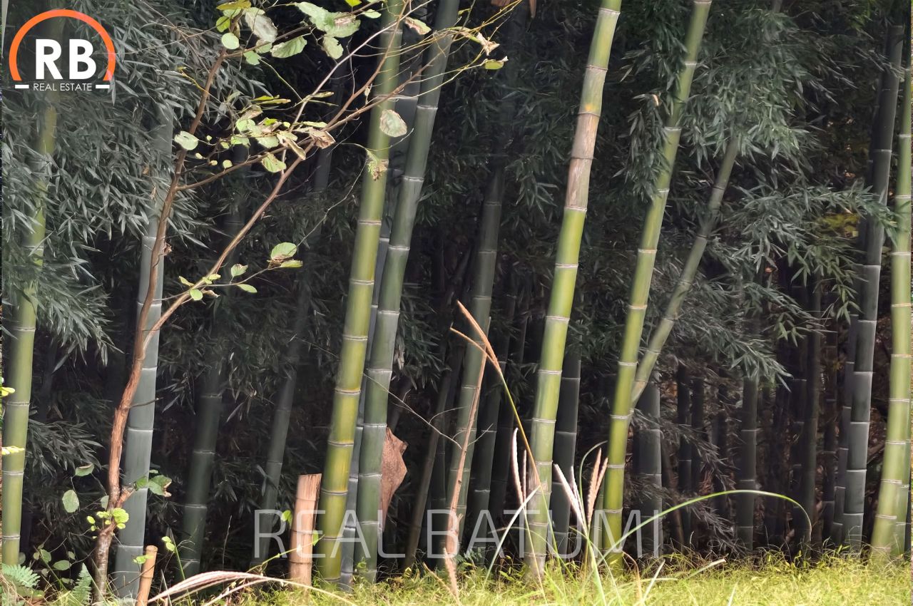 Terreno a Batumi, Georgia, 3 892 m2 - foto 5