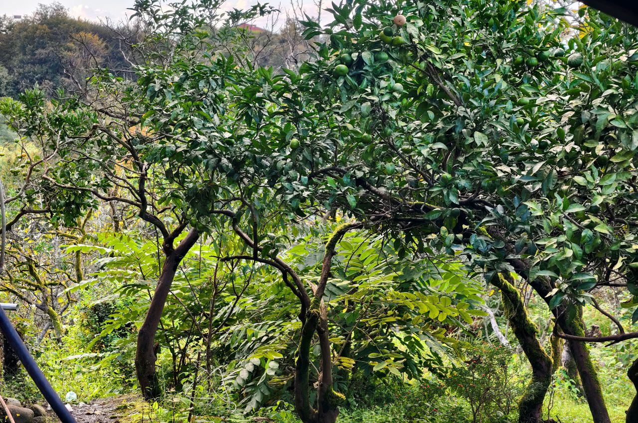 Casa a Batumi, Georgia, 200 m² - foto 7