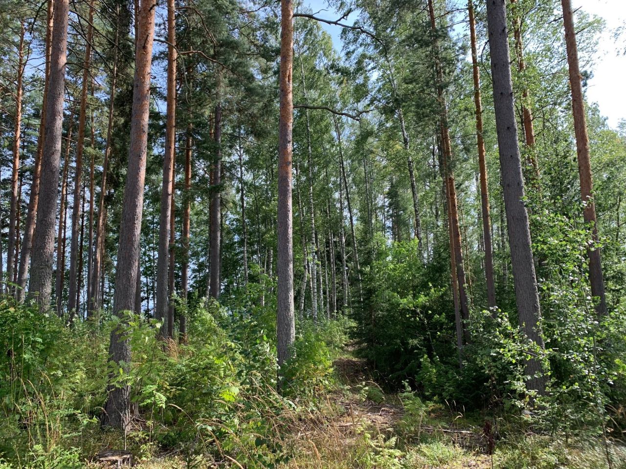 Terreno en Kuhmoinen, Finlandia, 43 000 m² - imagen 10
