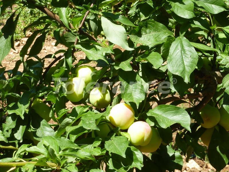 Villa in Kemer, Turkey, 120 m² - picture 13