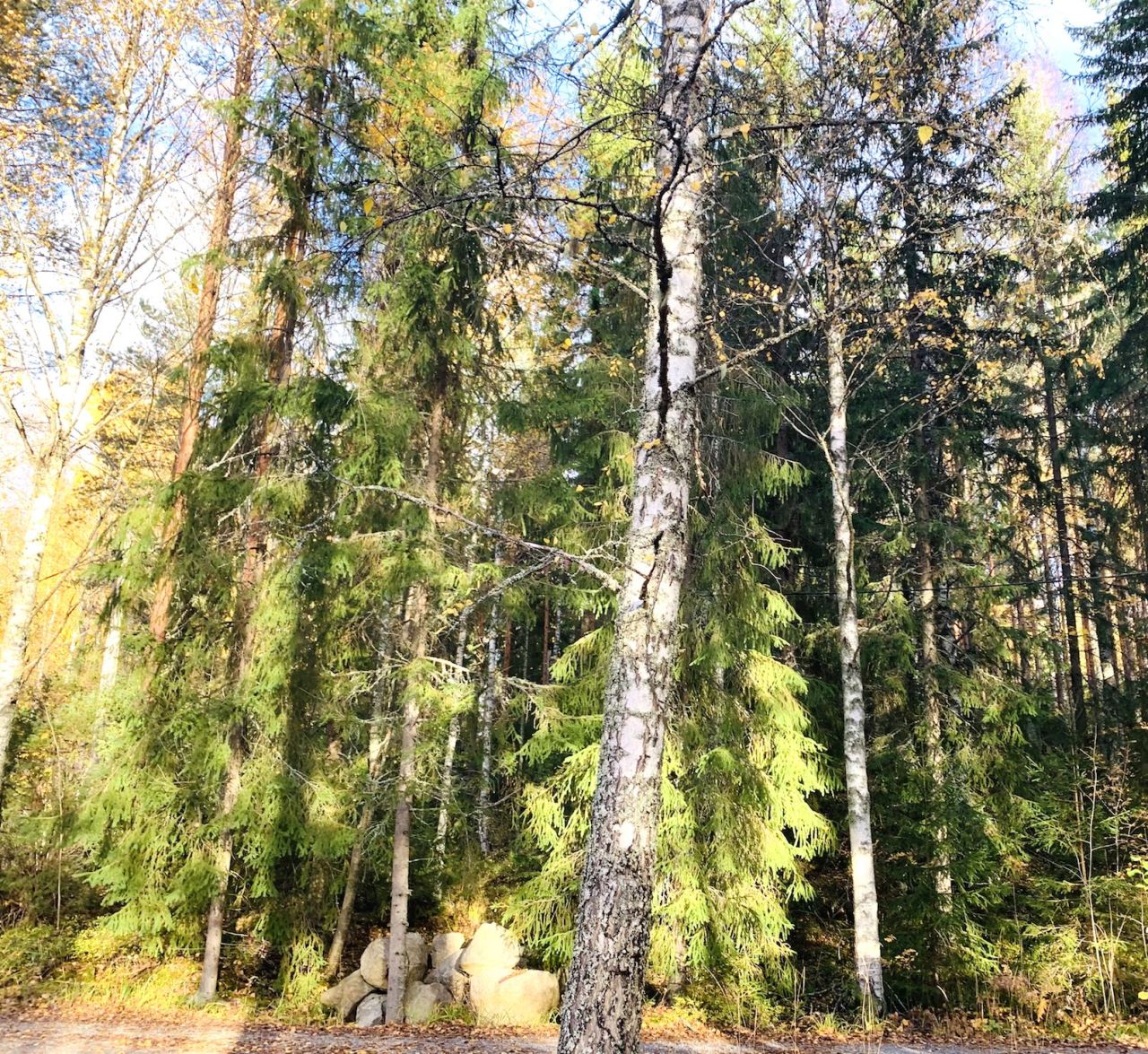 Land in Hameenlinna, Finland, 1.5 ha - picture 16