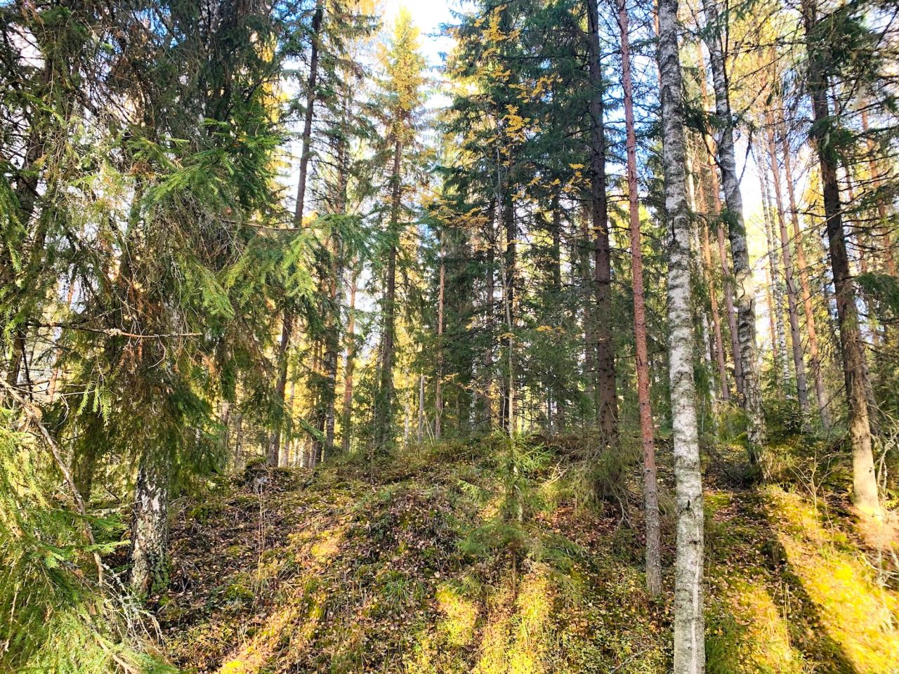 Land in Hameenlinna, Finland, 1.5 ha - picture 17