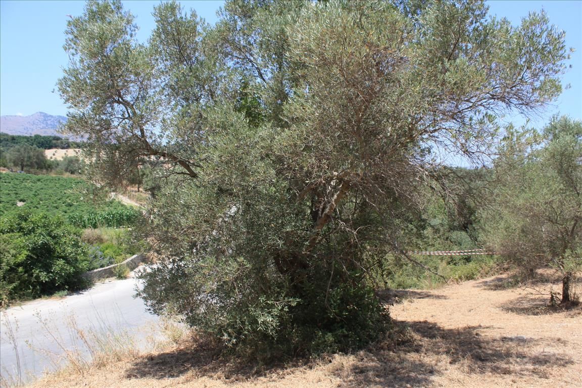 Terrain à Héraklion, Grèce, 4 647 m² - image 2