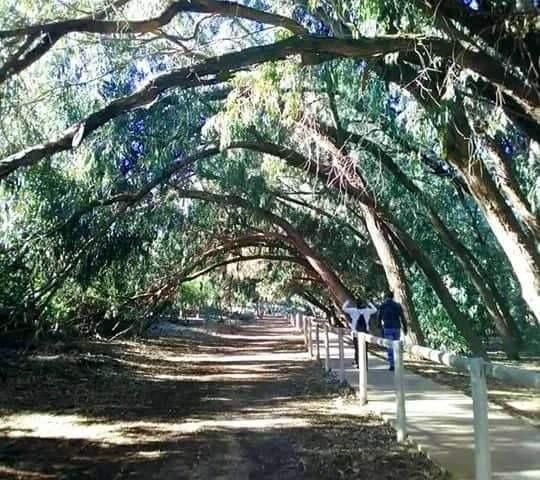 Bungalow a Torrevieja, Spagna, 72 m² - foto 11