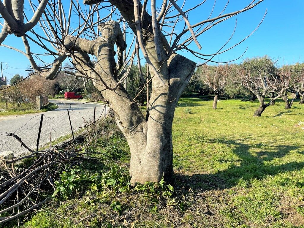 Grundstück in Korfu, Griechenland, 3 675 m² - Foto 1