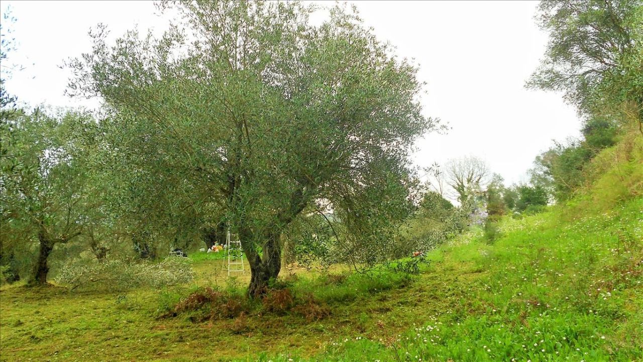 Grundstück in Korfu, Griechenland, 10 500 m² - Foto 1