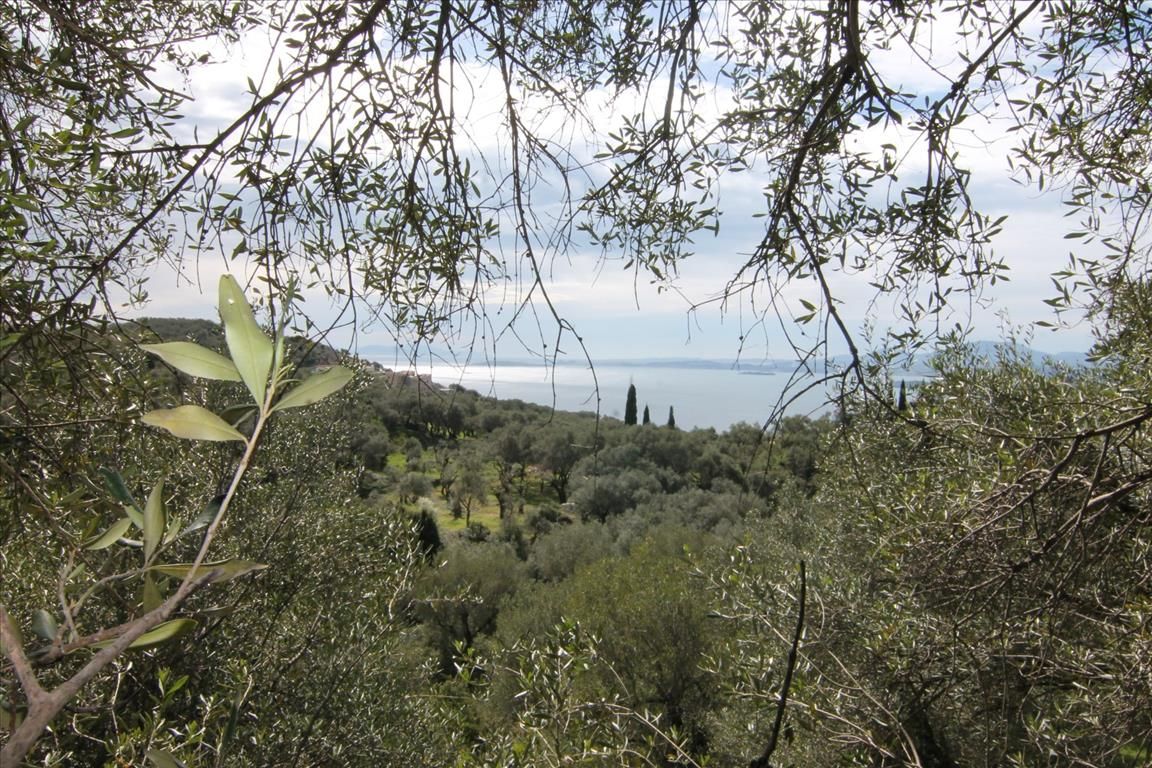 Land in Corfu, Greece, 9 000 m² - picture 1