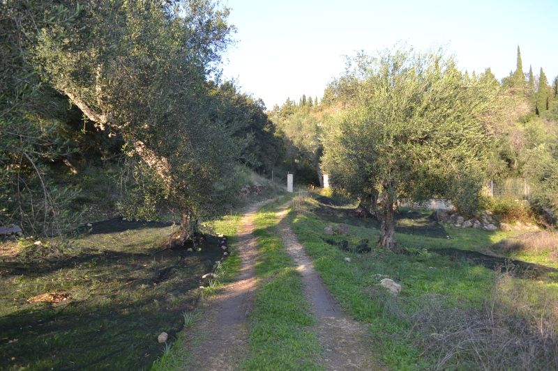 Terrain à Corfou, Grèce, 8 253 m² - image 1