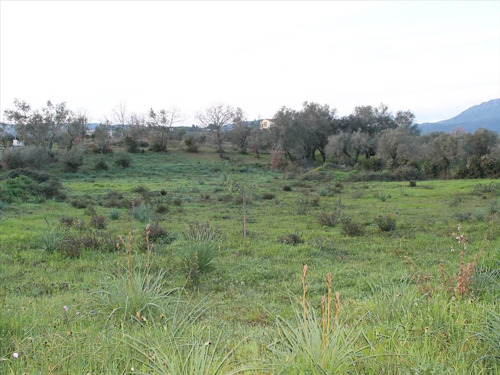 Land in Corfu, Greece, 5 700 m² - picture 1