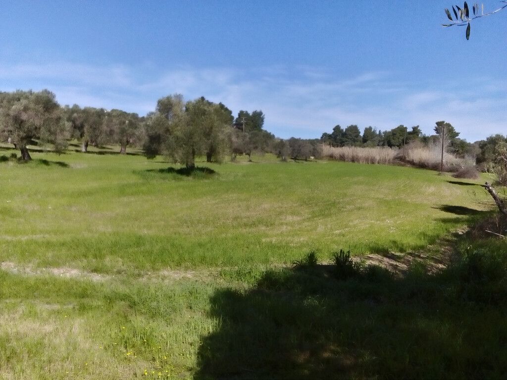 Land in Kassandra, Greece, 18 480 m² - picture 3