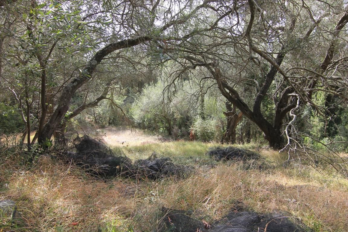 Grundstück in Korfu, Griechenland, 5 000 m² - Foto 5