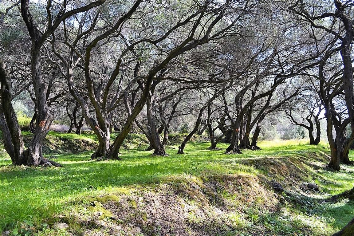 Terreno a Corfù, Grecia, 4 000 m2 - foto 7
