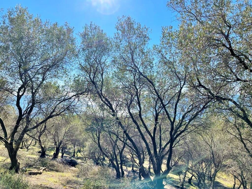 Grundstück in Korfu, Griechenland, 35 000 m² - Foto 8