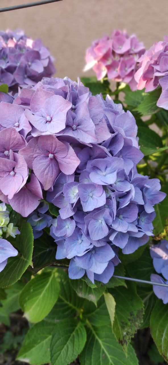 Casa a Sutomore, Montenegro, 144 m² - foto 6