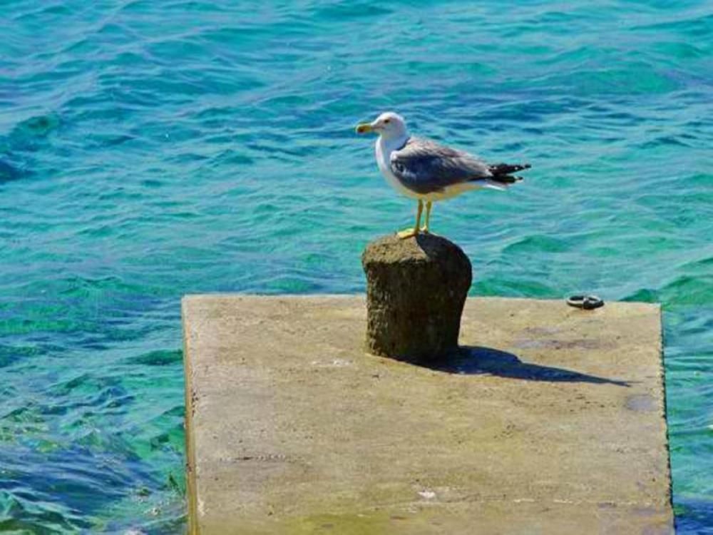 Villa en la isla de Korcula, Croacia, 130 m² - imagen 3