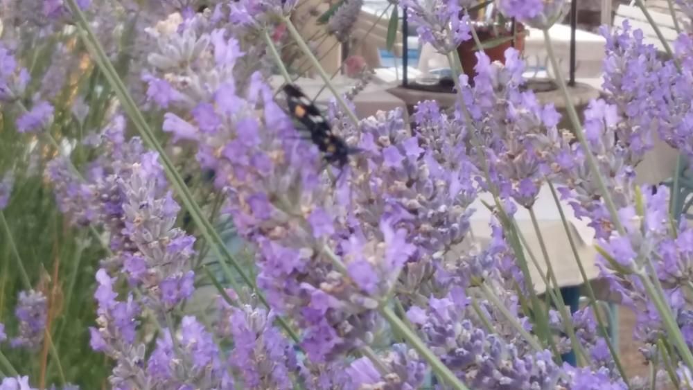 Hotel in Umag, Croatia, 800 m² - picture 4