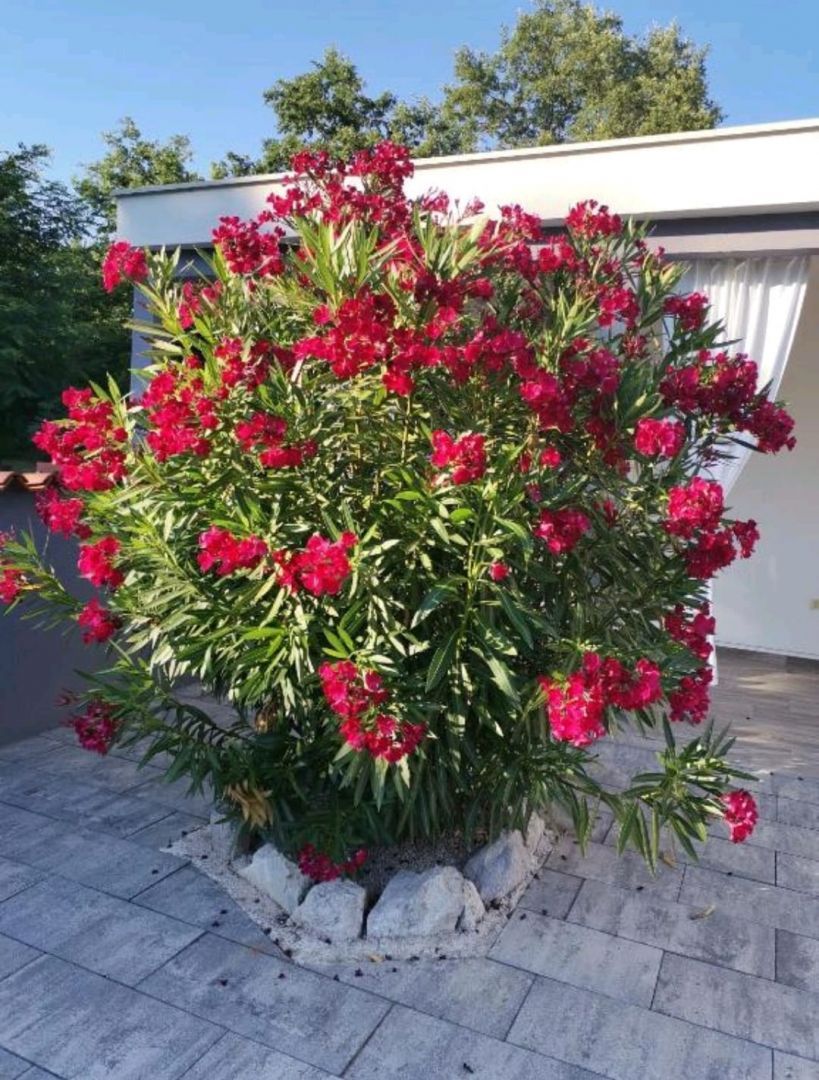 Villa Čambarelići, Croatie, 227 m² - image 8