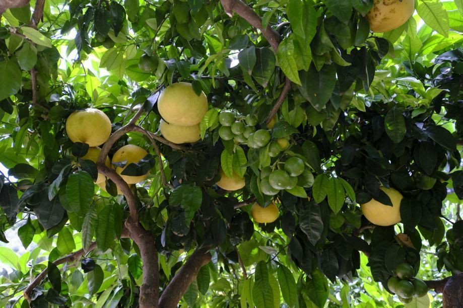 Villa in Brač, Kroatien, 205 m² - Foto 17