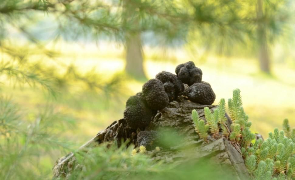 Hotel in Umag, Croatia, 1 067 m² - picture 19