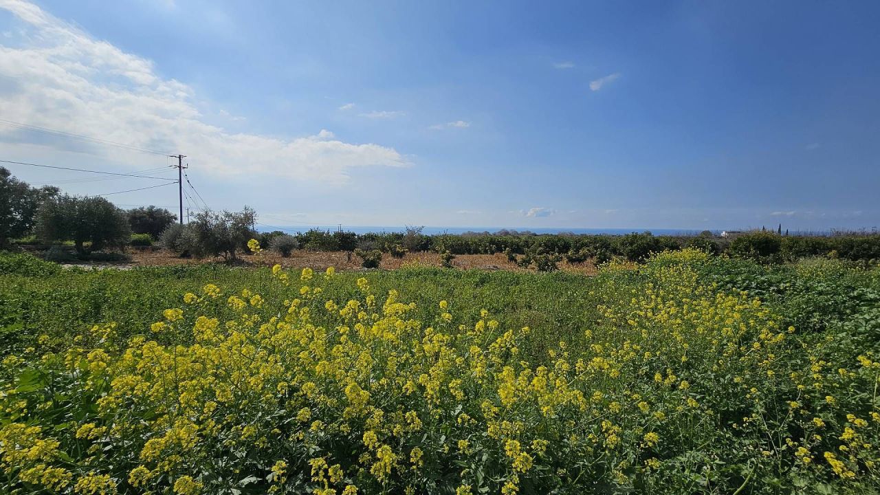 Terrain à Tala, Chypre, 6 300 m² - image 1