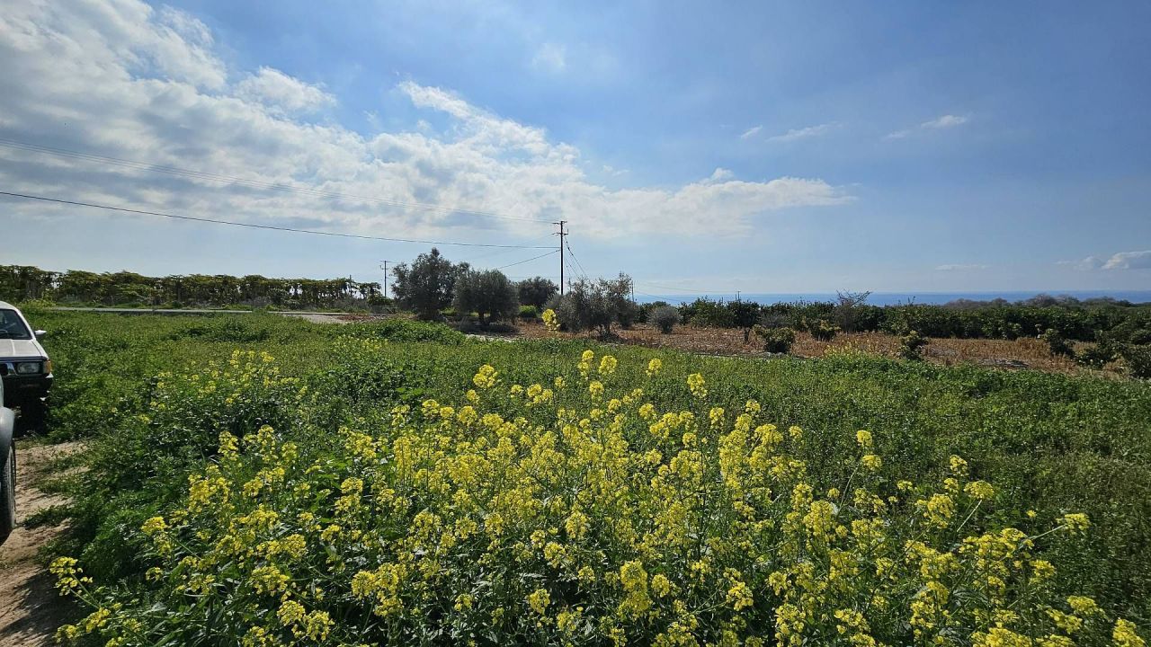 Terreno a Tala, Cipro, 6 300 m2 - foto 4