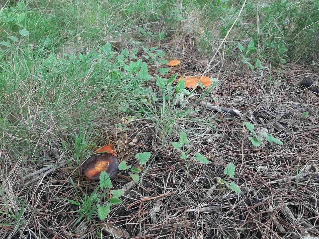 Casa sulla Costa del Maresme, Spagna, 600 m² - foto 5