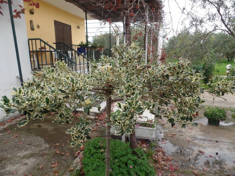 Maison en Sithonie, Grèce, 120 m² - image 9