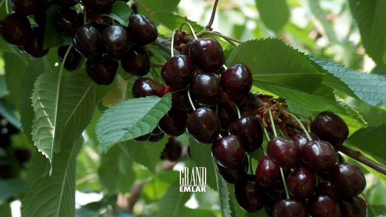 Grundstück in Konya, Türkei - Foto 3