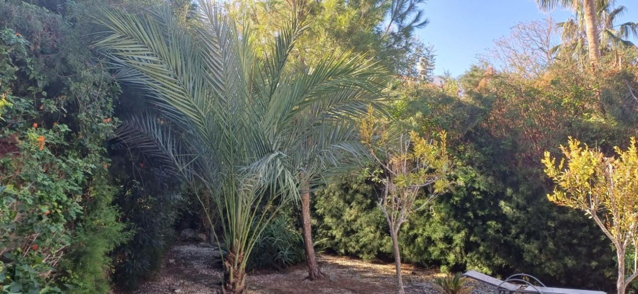 Villa en Chloraka, Chipre, 120 m² - imagen 5