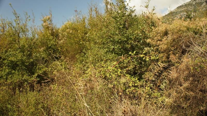 Terrain à Šušanj, Monténégro, 1 643 m² - image 4