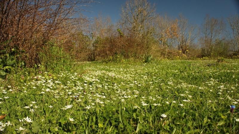 Terreno a Ulcinj, Montenegro, 20 290 m2 - foto 5