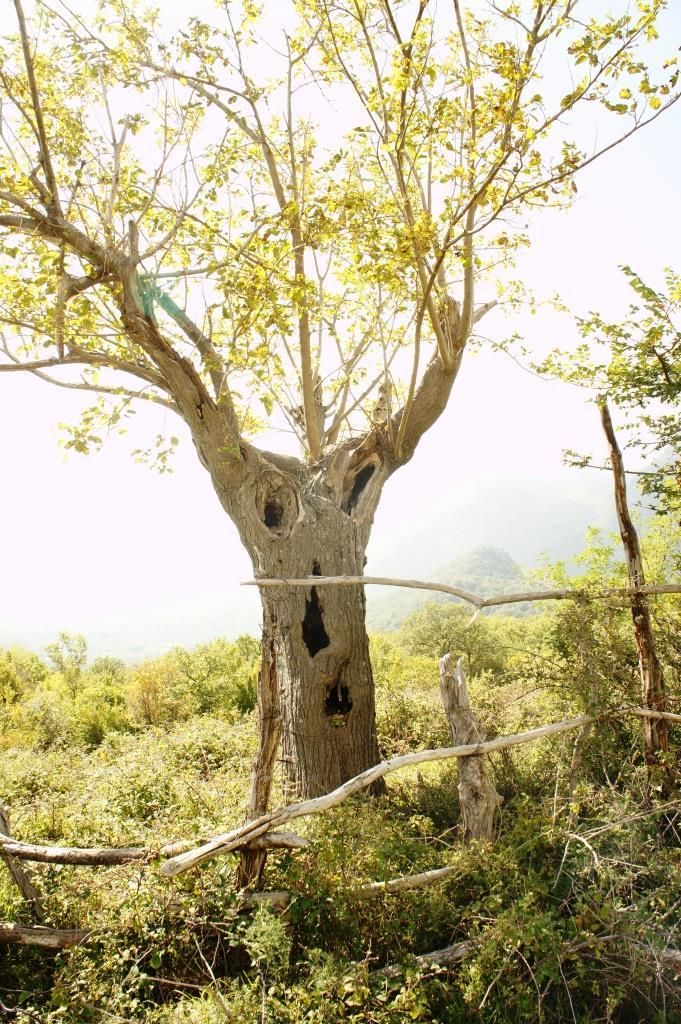 Land in Bar, Montenegro, 6 624 m² - picture 5