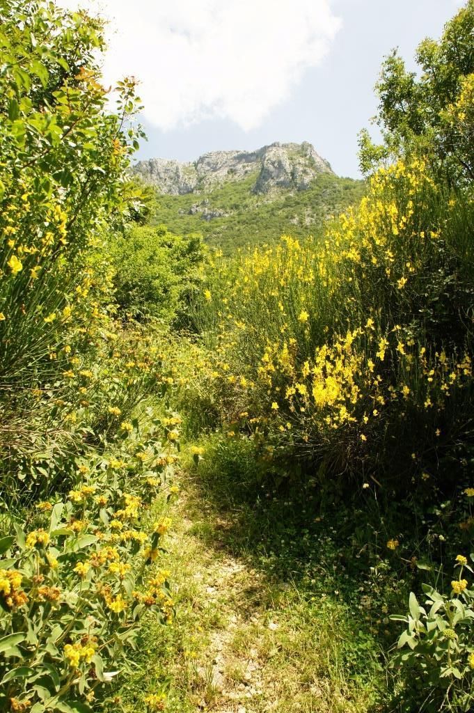 Grundstück in Bar, Montenegro, 4 160 m² - Foto 6