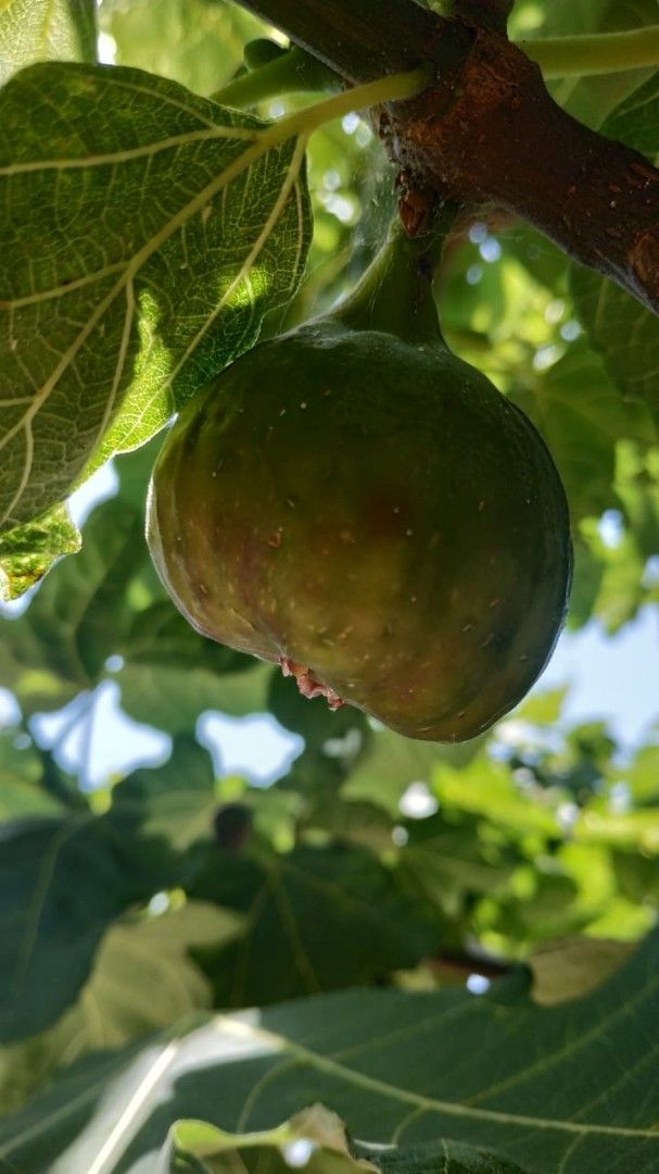 Haus in Utjeha, Montenegro, 199 m² - Foto 6