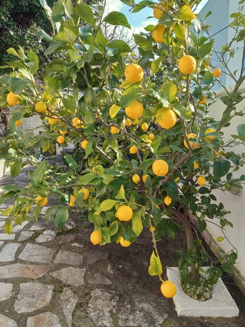 Haus in Utjeha, Montenegro, 199 m² - Foto 10