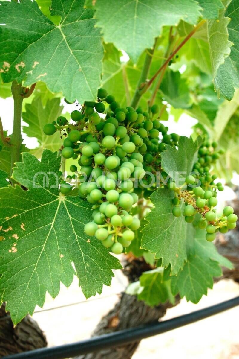 Villa in Yecla, Spain, 748 m² - picture 15