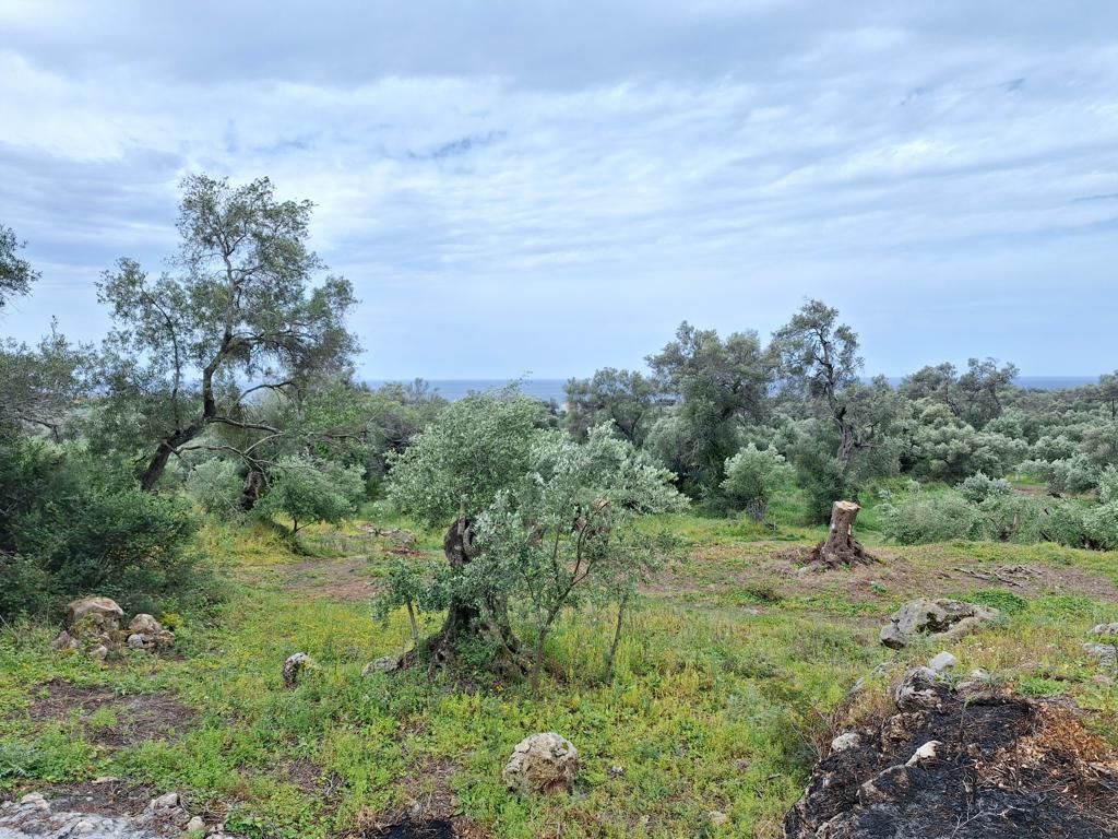 Land in Corfu, Greece, 7 000 m² - picture 2