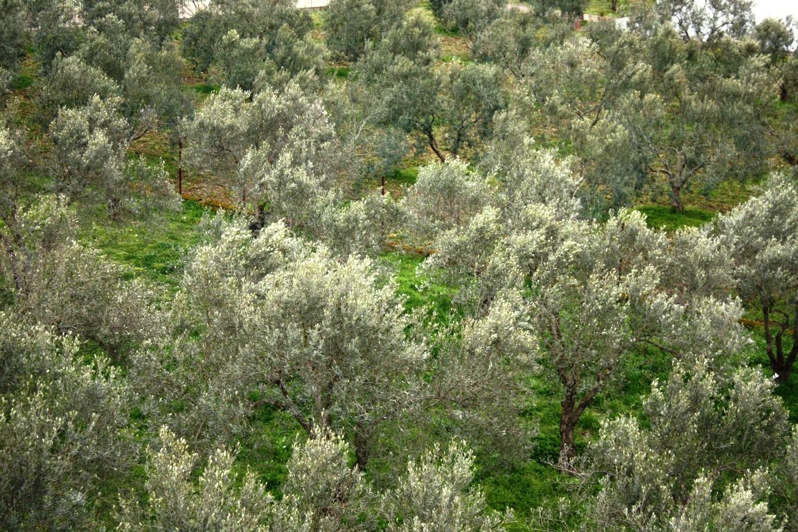 Progetto d’investimento a Salonicco, Grecia, 1 700 m² - foto 11