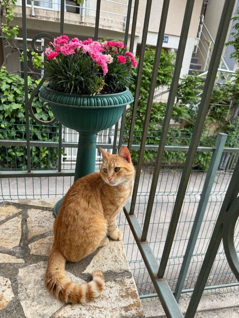 Haus in Sutomore, Montenegro, 180 m² - Foto 19