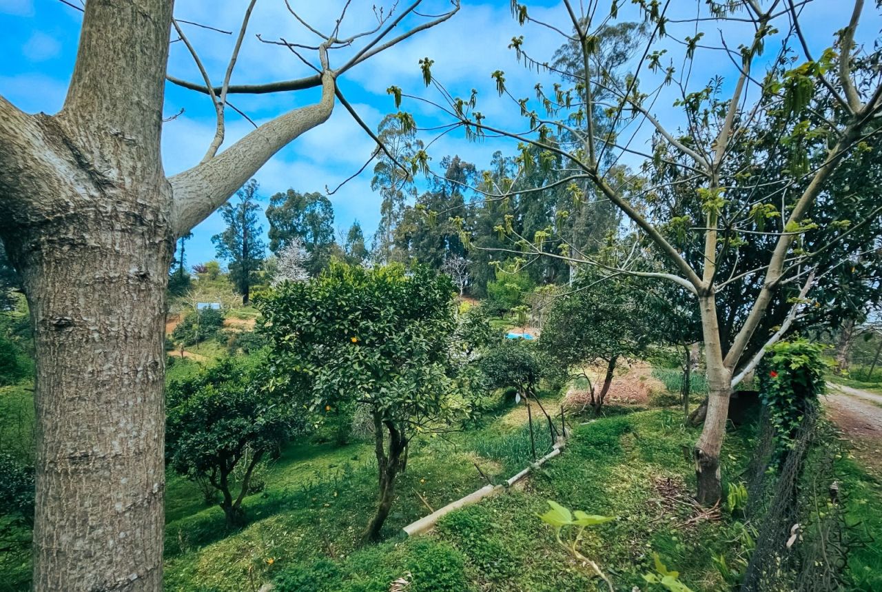 Land in Batumi, Georgia, 470 m² - picture 1