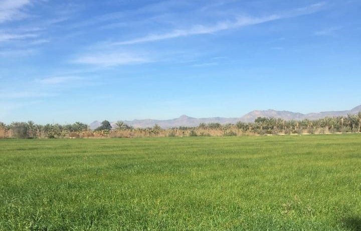 Land Crevillente, Spain, 19 019 m² - picture 1