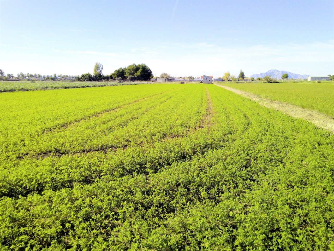 Land in Dolores, Spain, 4 259 m² - picture 1