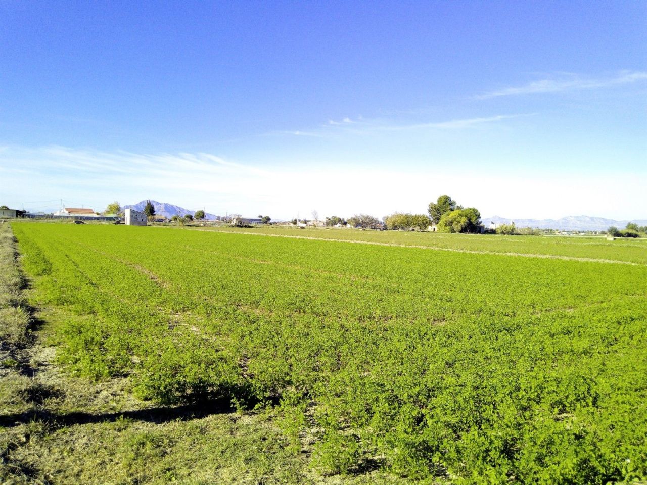 Land in Dolores, Spain, 4 259 m² - picture 2