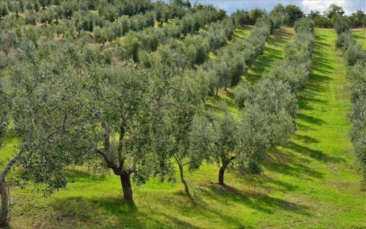 Terrain en Chalcidique, Grèce, 9 312 m² - image 1
