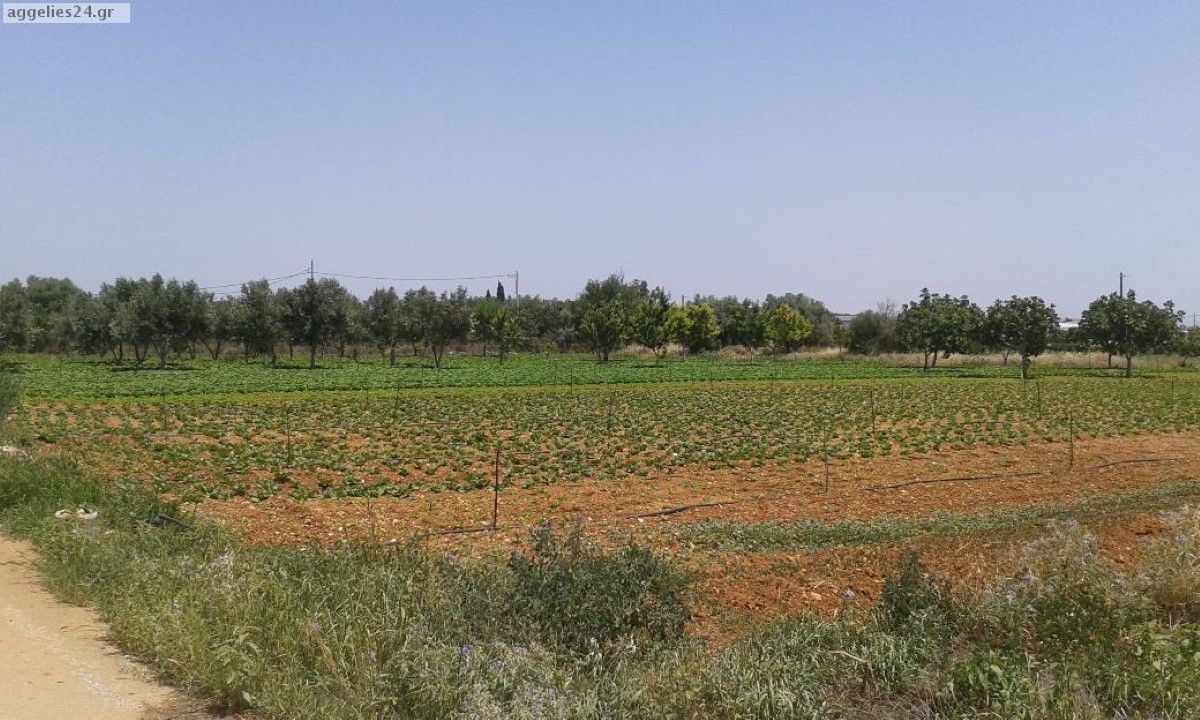 Terrain en Attique, Grèce, 6 500 m² - image 1