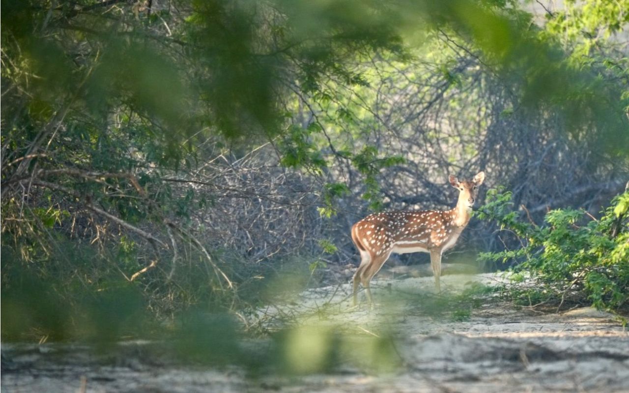 Cottage in Dubai, UAE, 190 m² - picture 9