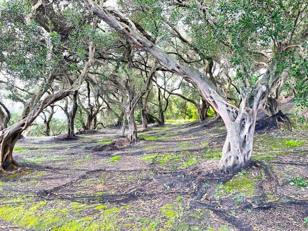 Grundstück in Korfu, Griechenland, 4 337 m² - Foto 4